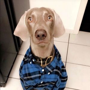 Meet your Posher, Casey